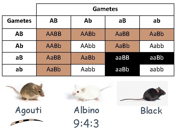 Gametes AB Ab a. B ab AB AABb Aa. BB Aa. Bb Ab AABb