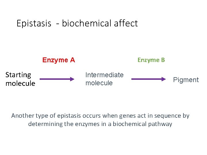 Epistasis - biochemical affect Enzyme B Enzyme A Starting molecule Intermediate molecule Pigment Another