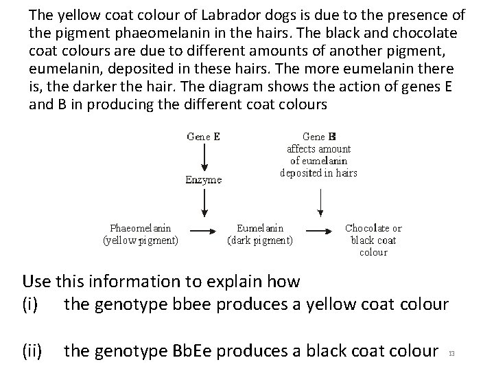 The yellow coat colour of Labrador dogs is due to the presence of the