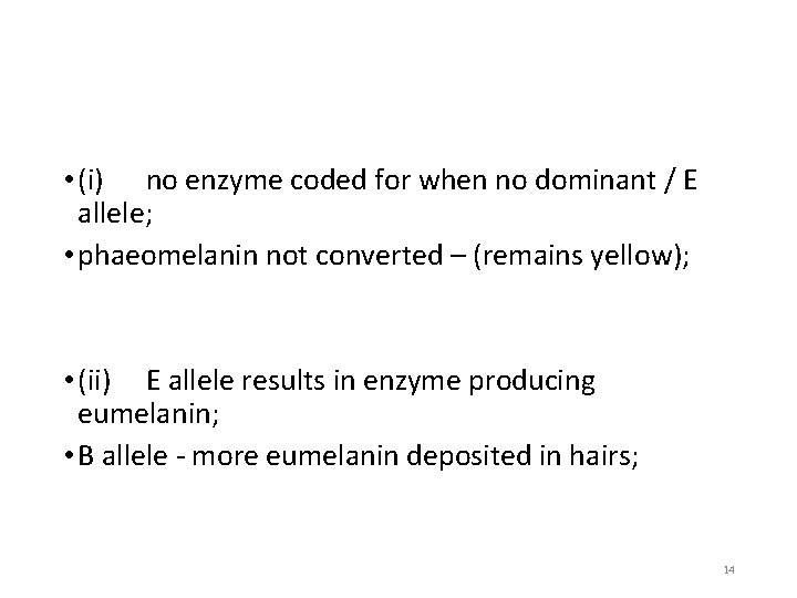  • (i) no enzyme coded for when no dominant / E allele; •