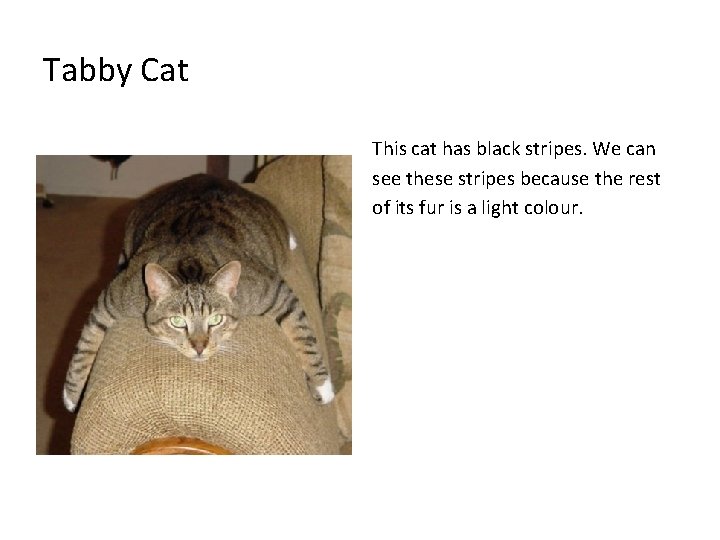 Tabby Cat This cat has black stripes. We can see these stripes because the