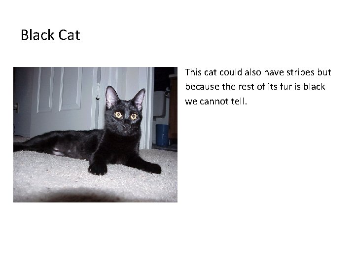 Black Cat This cat could also have stripes but because the rest of its