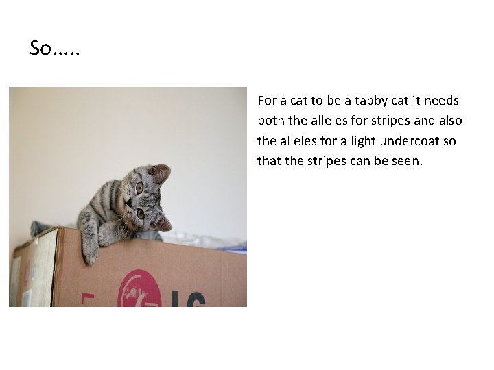 So. . . For a cat to be a tabby cat it needs both