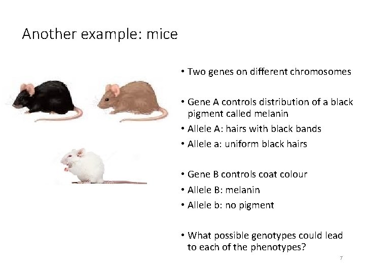 Another example: mice • Two genes on different chromosomes • Gene A controls distribution