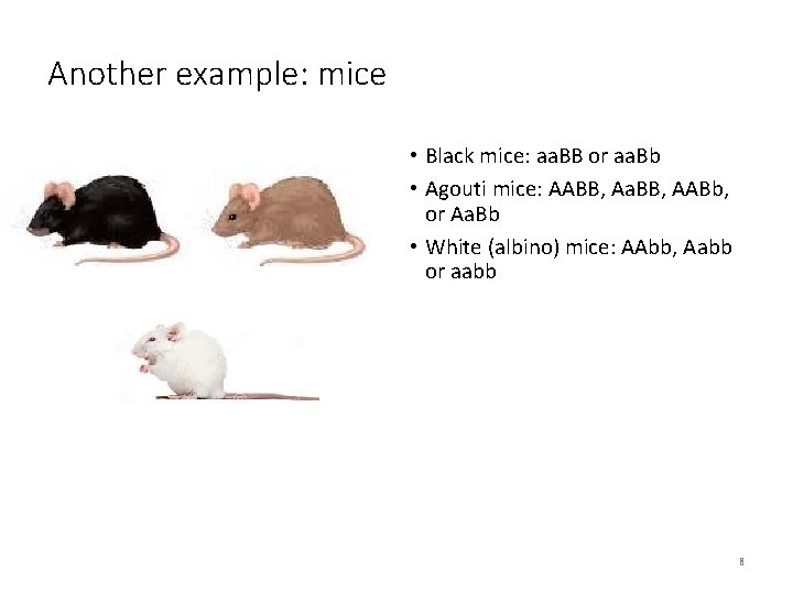 Another example: mice • Black mice: aa. BB or aa. Bb • Agouti mice: