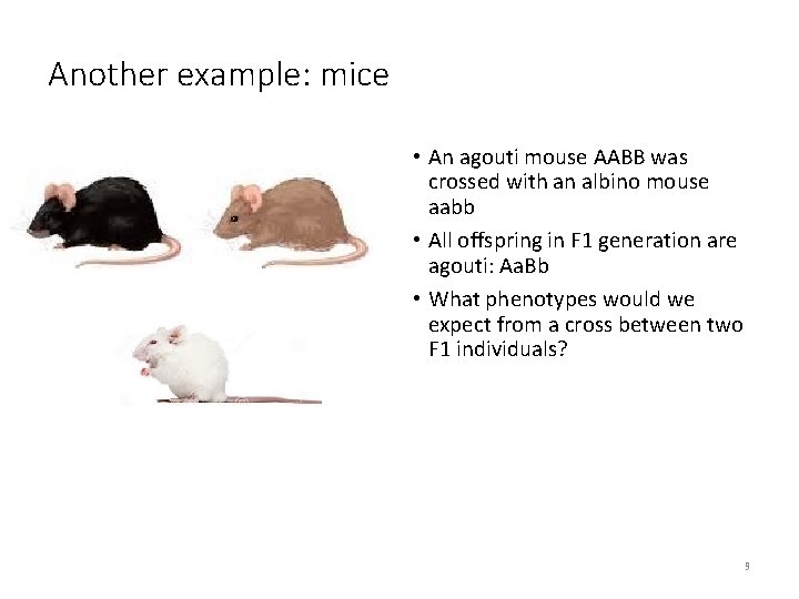 Another example: mice • An agouti mouse AABB was crossed with an albino mouse