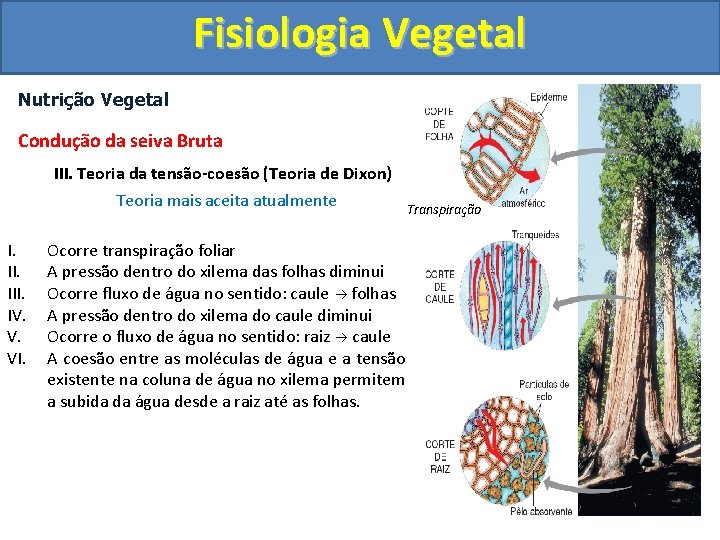 Fisiologia Vegetal Nutrição Vegetal Condução da seiva Bruta III. Teoria da tensão-coesão (Teoria de