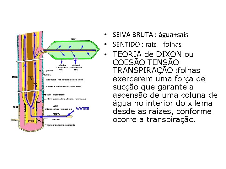  • SEIVA BRUTA : água+sais • SENTIDO : raiz folhas • TEORIA de