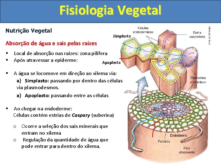 Fisiologia Vegetal Nutrição Vegetal Simplasto Absorção de água e sais pelas raízes § §