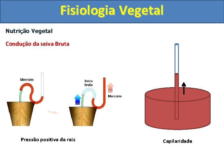 Fisiologia Vegetal Nutrição Vegetal Condução da seiva Bruta Pressão positiva da raiz Capilaridade 