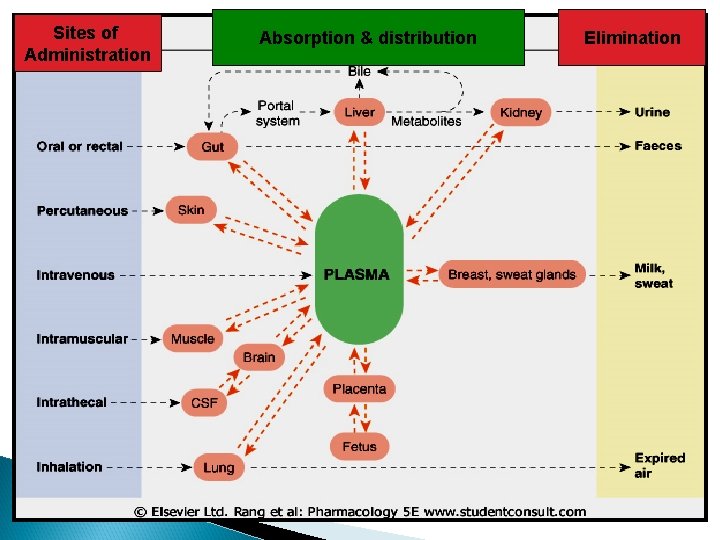 Sites of Administration Absorption & distribution Elimination 