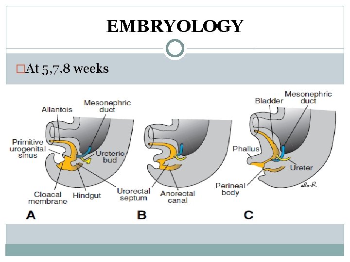 EMBRYOLOGY �At 5, 7, 8 weeks EMBRYOLOGY �At 5, 7, 8 weeks
