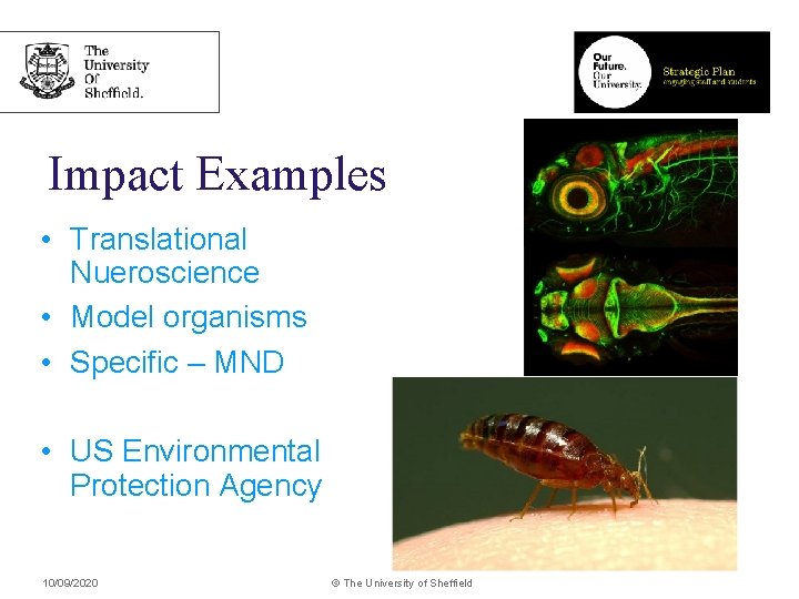 Impact Examples • Translational Nueroscience • Model organisms • Specific – MND • US