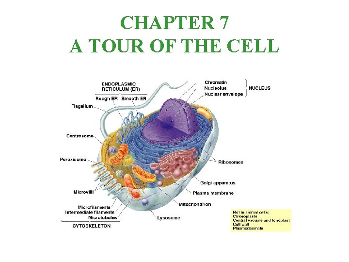 CHAPTER 7 A TOUR OF THE CELL 