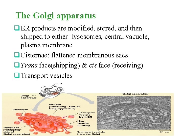 The Golgi apparatus q ER products are modified, stored, and then shipped to either: