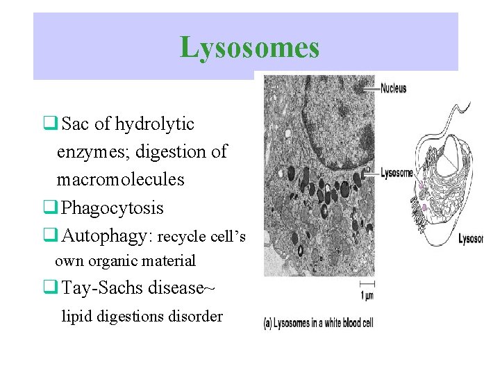 Lysosomes q Sac of hydrolytic enzymes; digestion of macromolecules q Phagocytosis q Autophagy: recycle