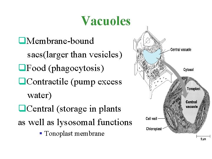 Vacuoles q. Membrane-bound sacs(larger than vesicles) q. Food (phagocytosis) q. Contractile (pump excess water)
