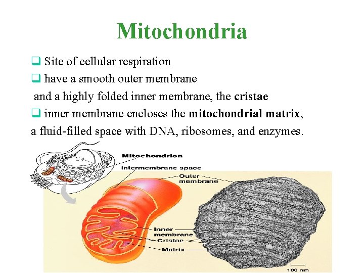 Mitochondria q Site of cellular respiration q have a smooth outer membrane and a