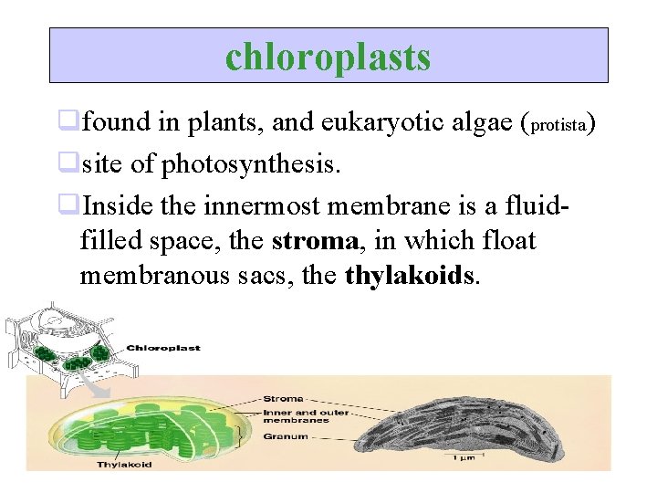chloroplasts qfound in plants, and eukaryotic algae (protista) qsite of photosynthesis. q. Inside the