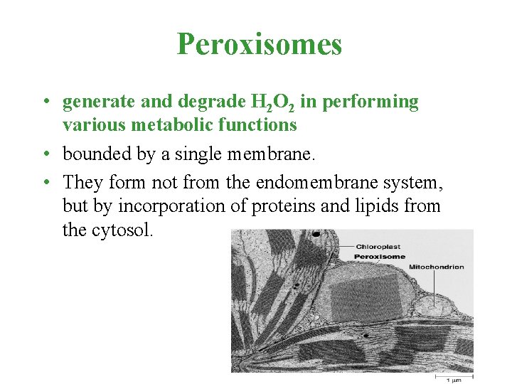 Peroxisomes • generate and degrade H 2 O 2 in performing various metabolic functions