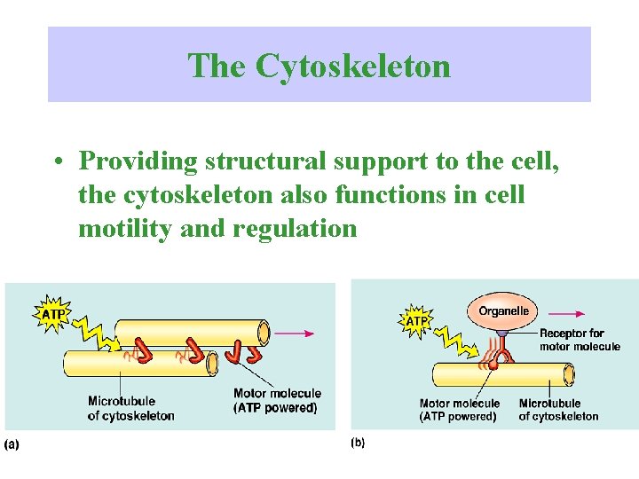 The Cytoskeleton • Providing structural support to the cell, the cytoskeleton also functions in