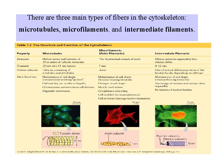 There are three main types of fibers in the cytoskeleton: microtubules, microfilaments, and intermediate
