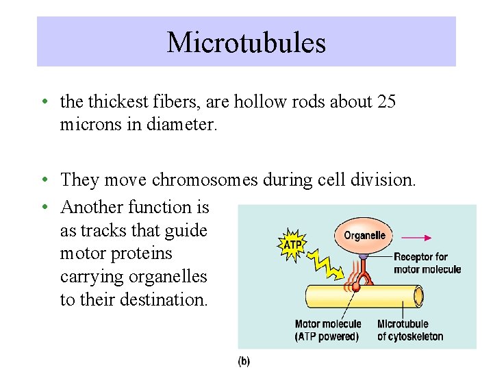 Microtubules • the thickest fibers, are hollow rods about 25 microns in diameter. •
