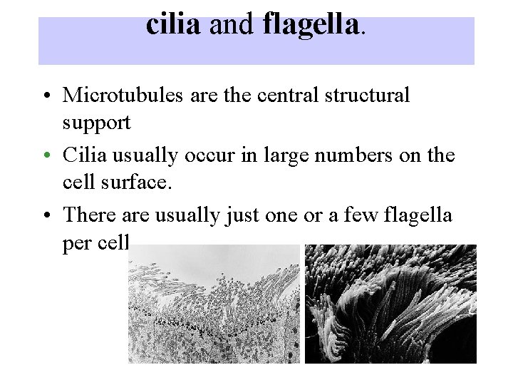cilia and flagella. • Microtubules are the central structural support • Cilia usually occur