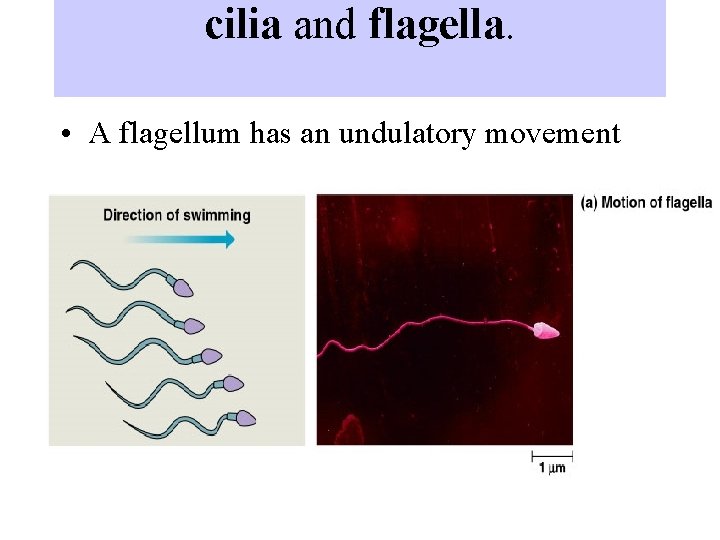 cilia and flagella. • A flagellum has an undulatory movement 