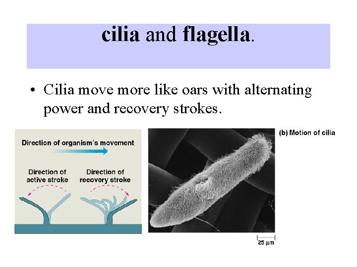 cilia and flagella. • Cilia move more like oars with alternating power and recovery