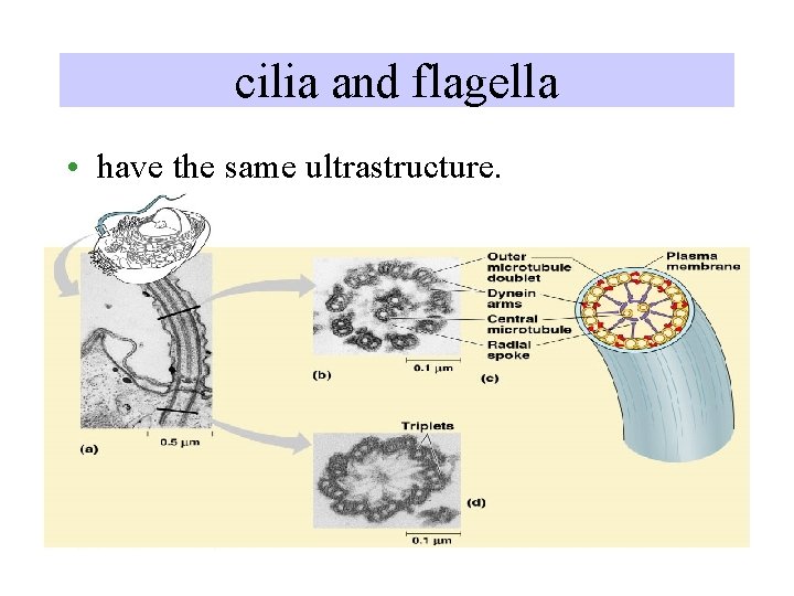 cilia and flagella • have the same ultrastructure. 