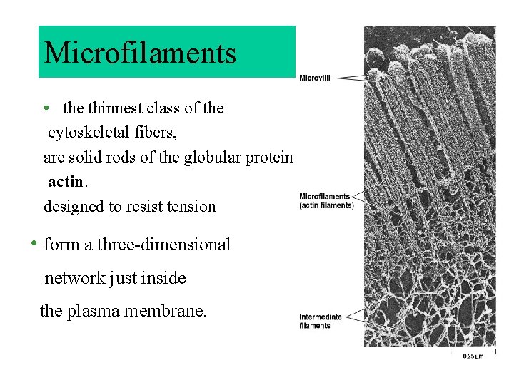 Microfilaments • the thinnest class of the cytoskeletal fibers, are solid rods of the