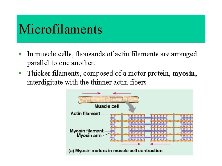 Microfilaments • In muscle cells, thousands of actin filaments are arranged parallel to one