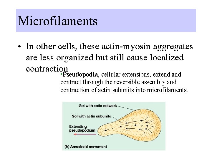 Microfilaments • In other cells, these actin-myosin aggregates are less organized but still cause