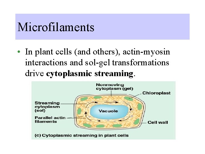 Microfilaments • In plant cells (and others), actin-myosin interactions and sol-gel transformations drive cytoplasmic