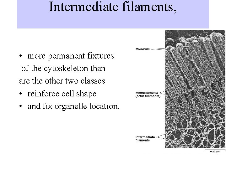 Intermediate filaments, • more permanent fixtures of the cytoskeleton than are the other two