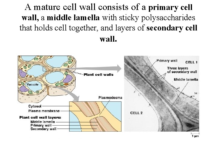 A mature cell wall consists of a primary cell wall, a middle lamella with