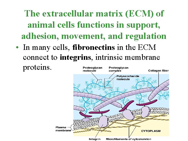 The extracellular matrix (ECM) of animal cells functions in support, adhesion, movement, and regulation