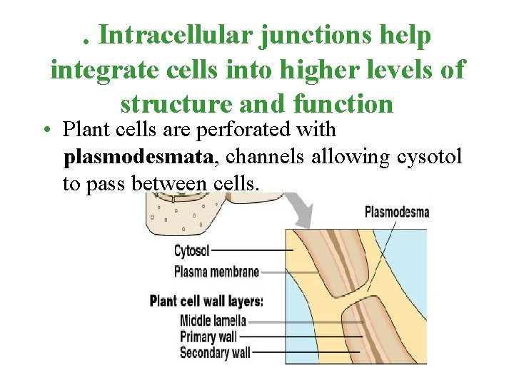 . Intracellular junctions help integrate cells into higher levels of structure and function •