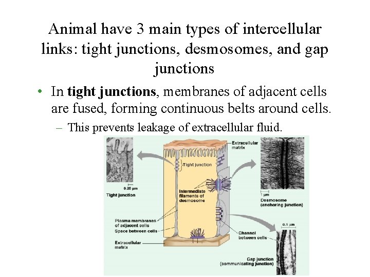 Animal have 3 main types of intercellular links: tight junctions, desmosomes, and gap junctions