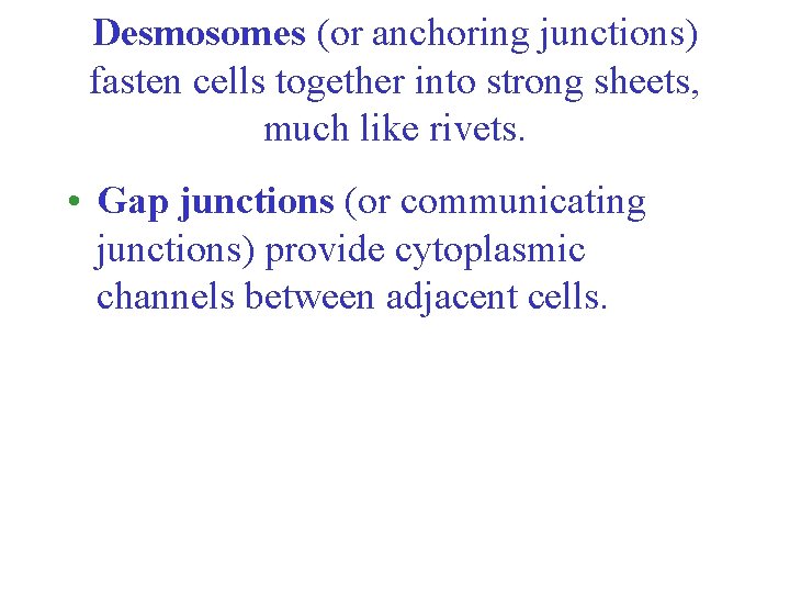 Desmosomes (or anchoring junctions) fasten cells together into strong sheets, much like rivets. •