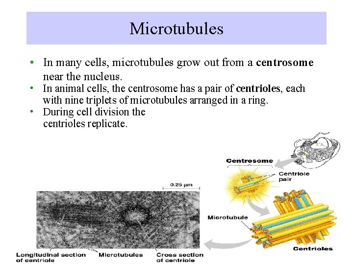 Microtubules • In many cells, microtubules grow out from a centrosome near the nucleus.