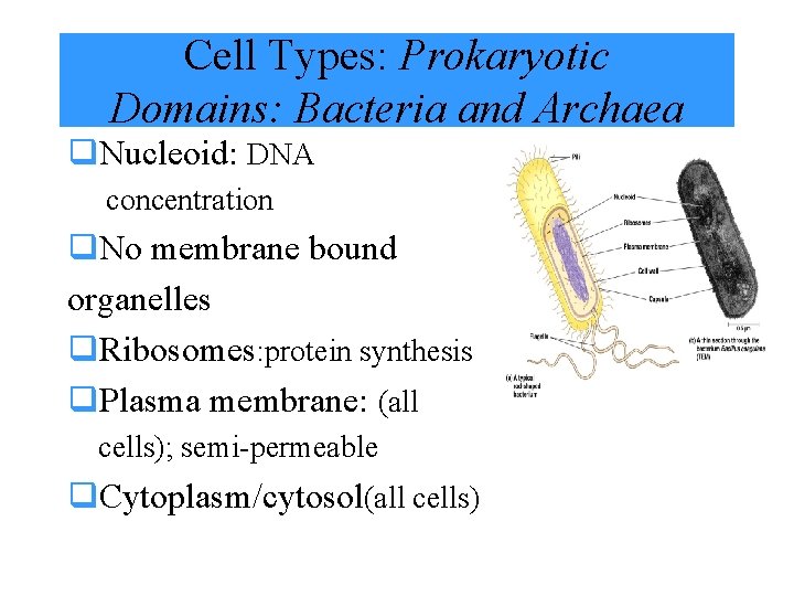 Cell Types: Prokaryotic Domains: Bacteria and Archaea q. Nucleoid: DNA concentration q. No membrane