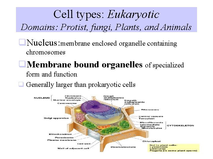 Cell types: Eukaryotic Domains: Protist, fungi, Plants, and Animals q. Nucleus: membrane enclosed organelle