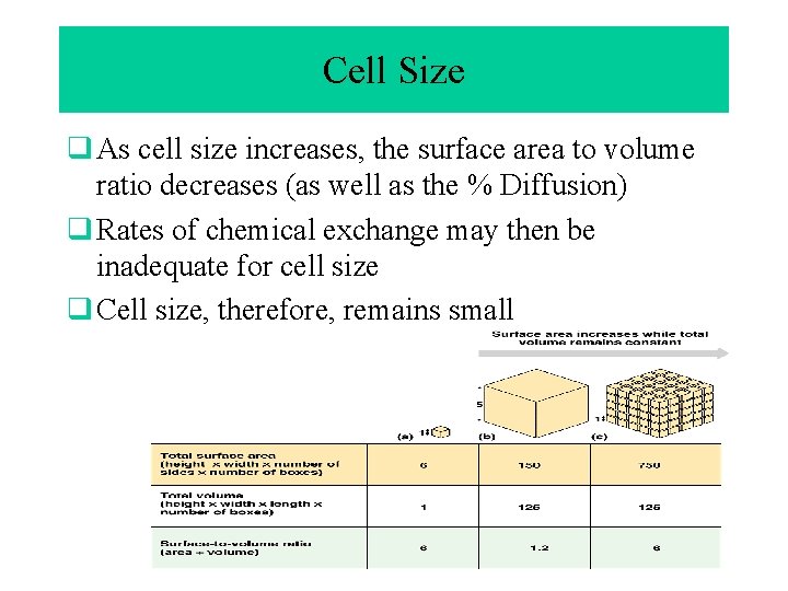 Cell Size q As cell size increases, the surface area to volume ratio decreases