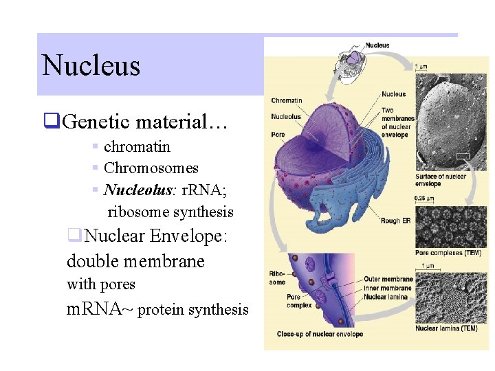 Nucleus q. Genetic material… § chromatin § Chromosomes § Nucleolus: r. RNA; ribosome synthesis