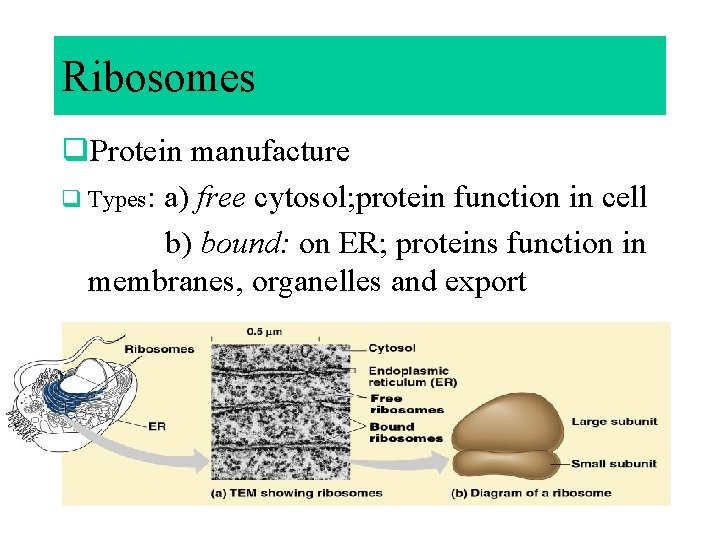 Ribosomes q. Protein manufacture q Types: a) free cytosol; protein function in cell b)