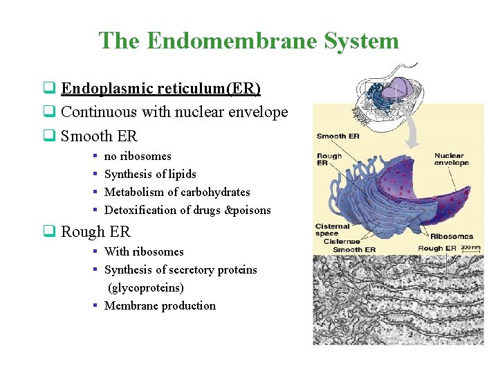 The Endomembrane System q Endoplasmic reticulum(ER) q Continuous with nuclear envelope q Smooth ER