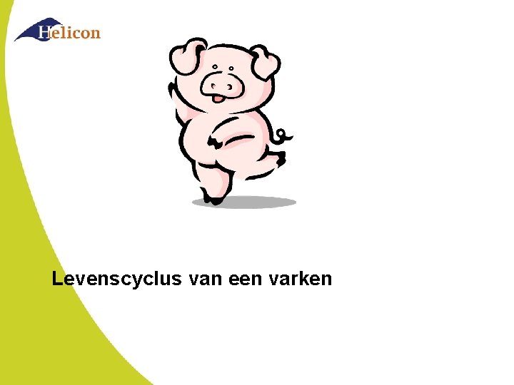 Levenscyclus van een varken 