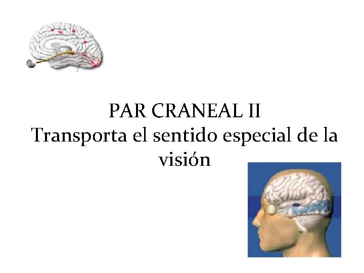 PAR CRANEAL II Transporta el sentido especial de la visión 